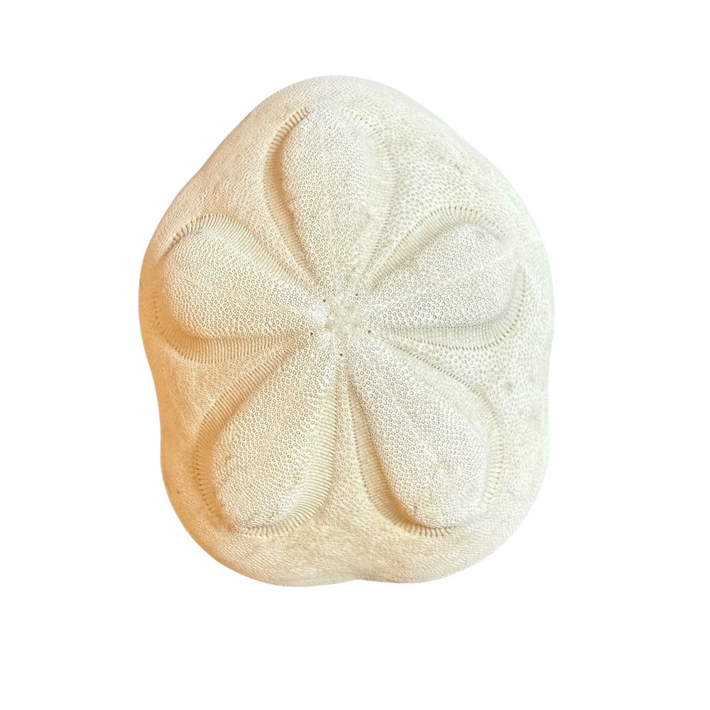 Natural Sea Biscuit Sand Dollar Shell Large Heart Shaped Echinoderm Specimen 5"